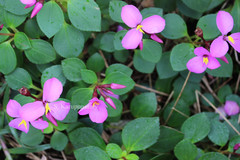 Sonerila pulneyensis